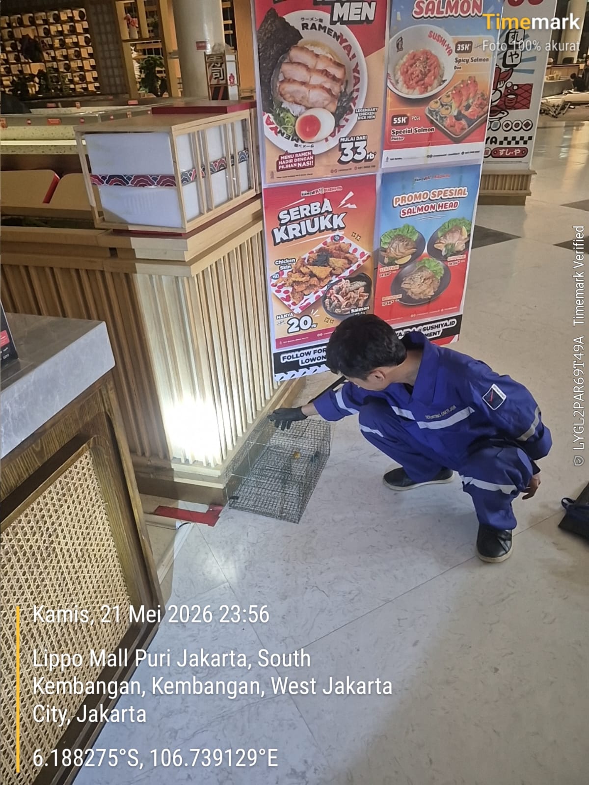 Pengendalian Tikus